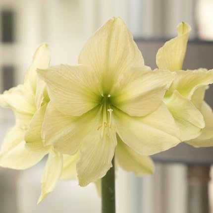 Yellow Amaryllis Flower Seeds