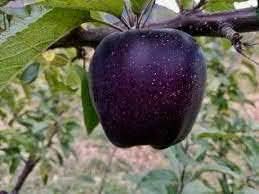 Black Apple Fruit Unique Varieties Home Orchards For Sustainable Fruit Seeds