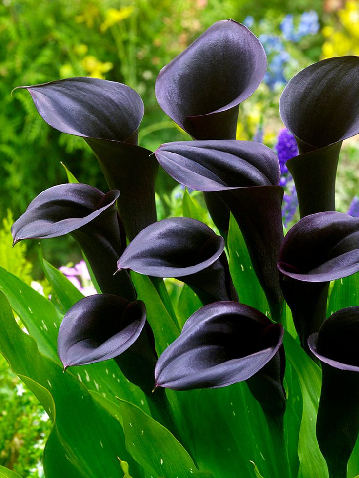 Black Calla Lily Flower Seeds