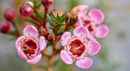 Wax Flower Seeds