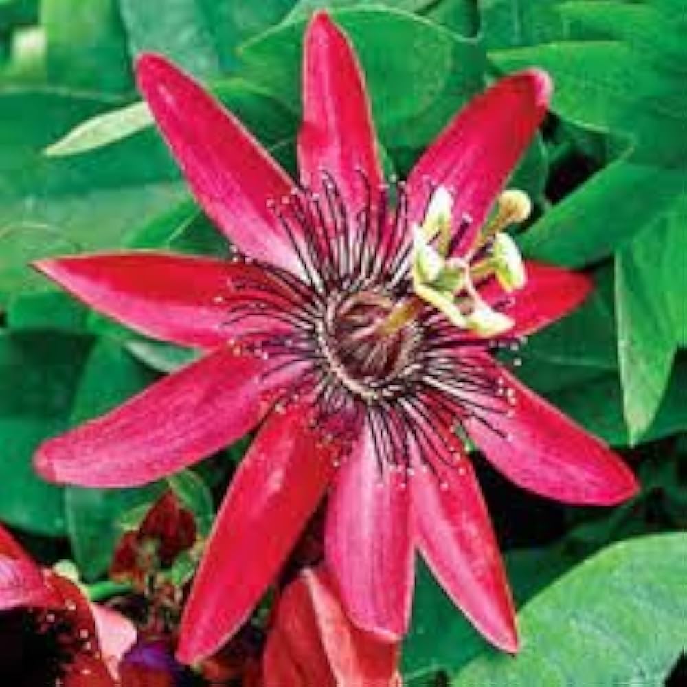 Bonsai Passion Flower Mix Of Types Garden