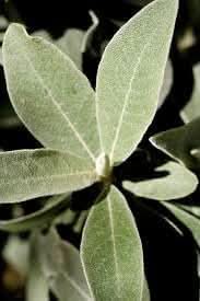 silverberry plant exotic plants for ornamental gardens Fruit seeds