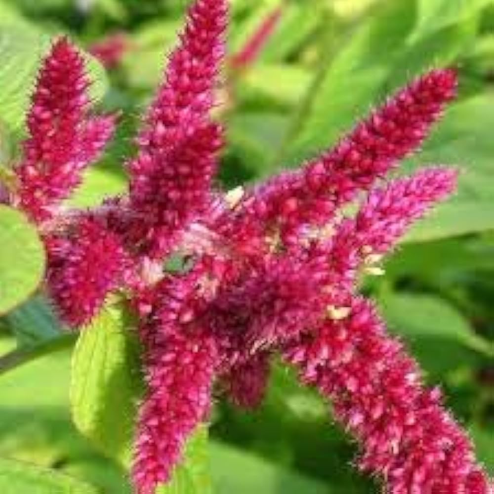 Love Lies Bleeding Amaranthus Caudatus