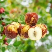shanlix jujube fruit for planting sweet dried home garden heirloom gmo free Fruit seeds