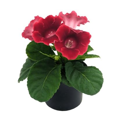 Red Gloxinia Flowers Seeds