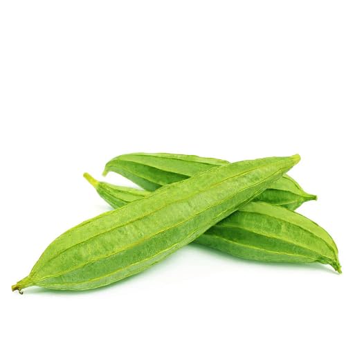 Green Tinda Gourd ,green vegetable seeds - Heirloom, Organic, Non Gmo Garden Seeds for kitchen garden planting