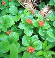 Bunchberry Fruit Unique Berry Cold Climate Gardens For Fruit Seeds