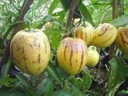 solanum fruit grow unique fruits in your yard Fruit seeds