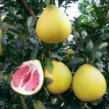 pomelo fruit for gardening Fruit seeds