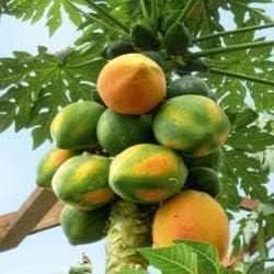 yellow green papaya fruit for planting variety sweet papayas Fruit seeds