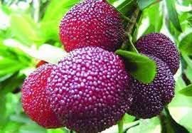 Purple Arbutus Bayberry Gmo Free Fruit Seeds