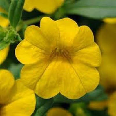 Yellow Calibrchoa Flower Seeds