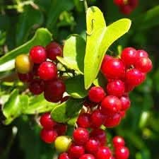 Sarsaparilla Nostrana Fruit Traditional Plant Herbal Gardens Herb Seeds