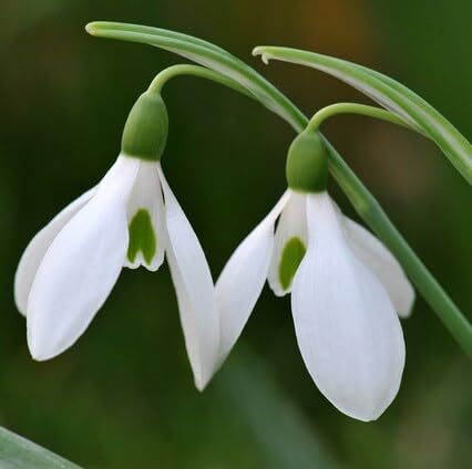 White Galanthus Flower Seeds