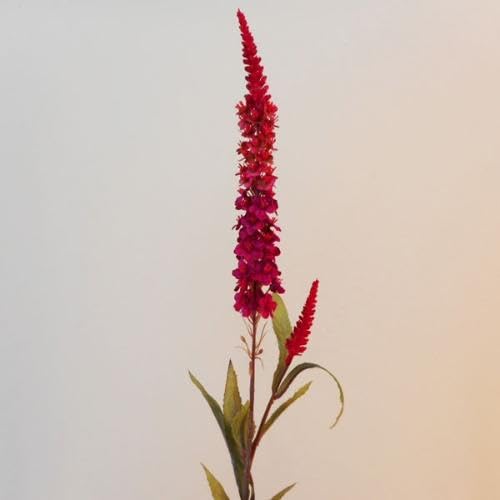 Red Lavender Flower Seeds