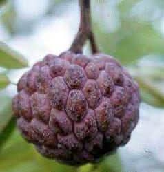 fresh burgundy sugar apple tree a tropical delight for your garden Fruit seeds