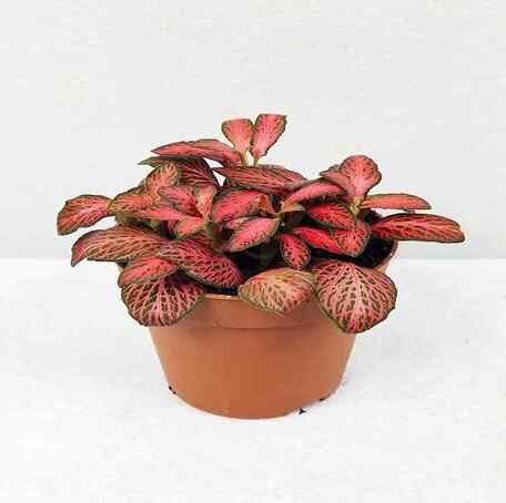 Red Fittonia fruit seeds for organic garden planting