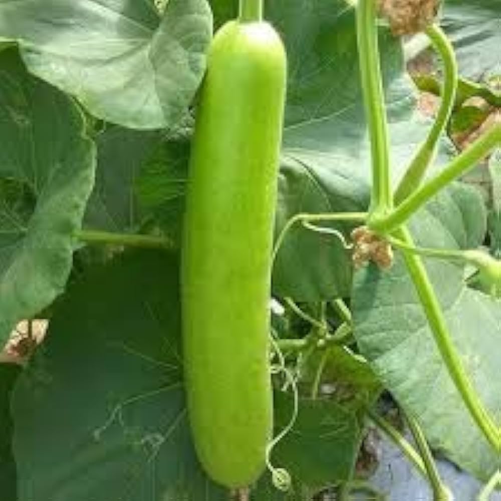 X Giant Gourd Home Grown Hot Bau Lon Heirloom Non Gmo Flower vegetable seeds Home Garden Planting for kitchen garden planting