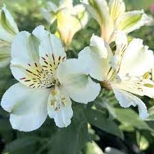 White Giant Alstroemeria Flower Seeds