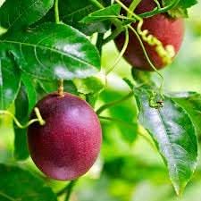 passion fruit for planting grow your Fruit Seeds
