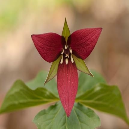 Red Trillium Flower Seeds