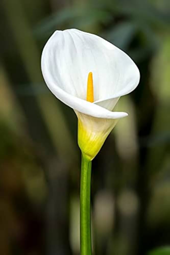 White Calla Flower Seeds – Easy Grow Blossoms for Pots and Backyard Spaces