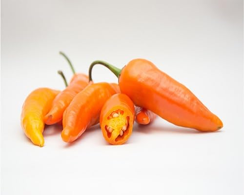 Orange Aji Hot Pepper vegetable seeds - Heirloom, Organic, Non Gmo Garden Seeds for kitchen garden planting