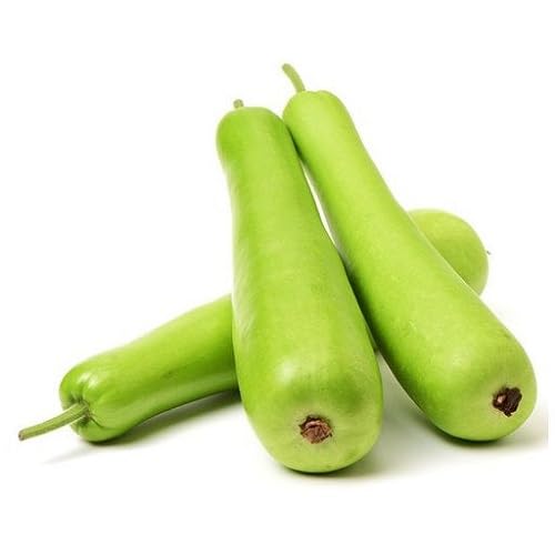 Green Bottle Gourd vegetable seeds for Home Gardening, Natural Farm Fresh Gardening for kitchen garden planting
