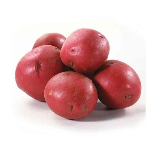 Red Potato vegetable seeds vegetable seeds for Home Gardening, Easy Grow Farm Fresh Produce for kitchen garden planting
