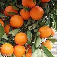 citrus aurantium bitter oranges fruit for planting heirloom gmo free Fruit seeds