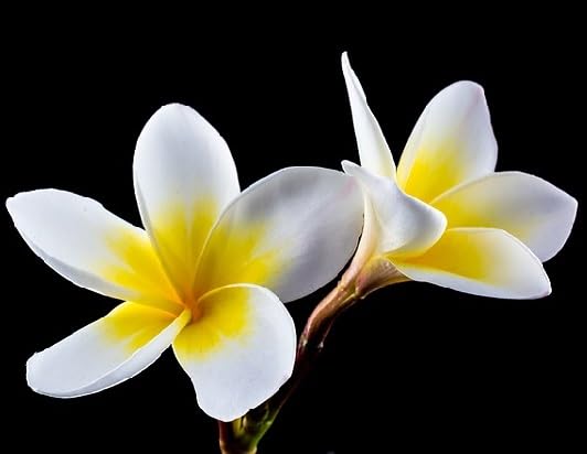 White Yellow Plumeria Flower Seeds