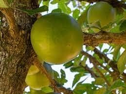 calabash tree Fruit Seeds organic garden seeds