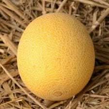 new fresh yellow galia melon vegetable tropical sweet melons with vibrant color Fruit seeds