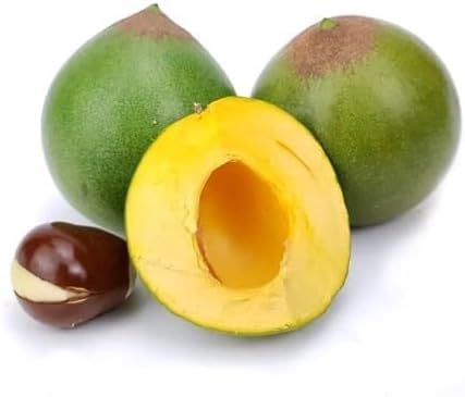 Green Lucuma fruit seeds for organic garden planting