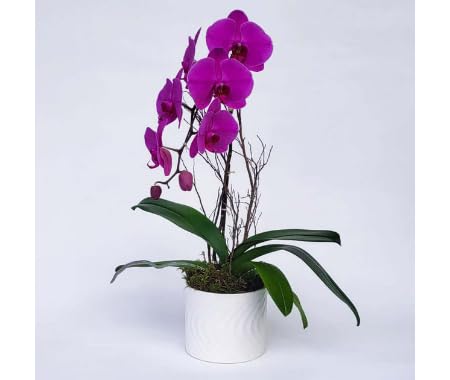 Purple Phalaenopsis Flower Seeds