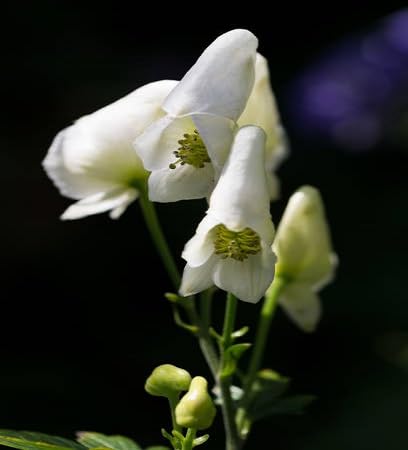 White Monkshood Flower Seeds