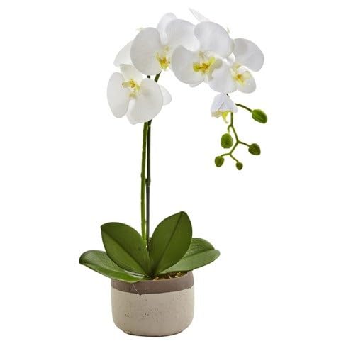 White Oxiflora Flower Seeds