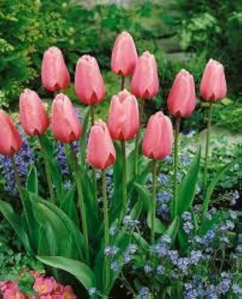 Tulip Flower