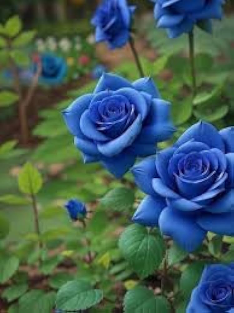 Blue Rose Gothic Garden Beautiful Flowering Plants Flower Seeds
