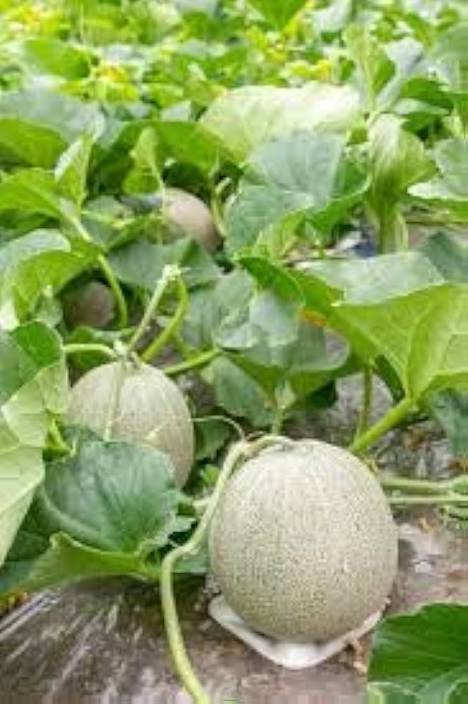 cantaloupe cucumis melo vegetable patch backyard garden