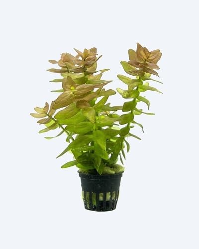 Yellow Bacopa Flower Seeds