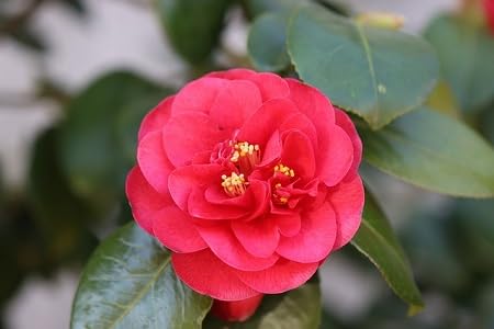 red camellia flower seeds
