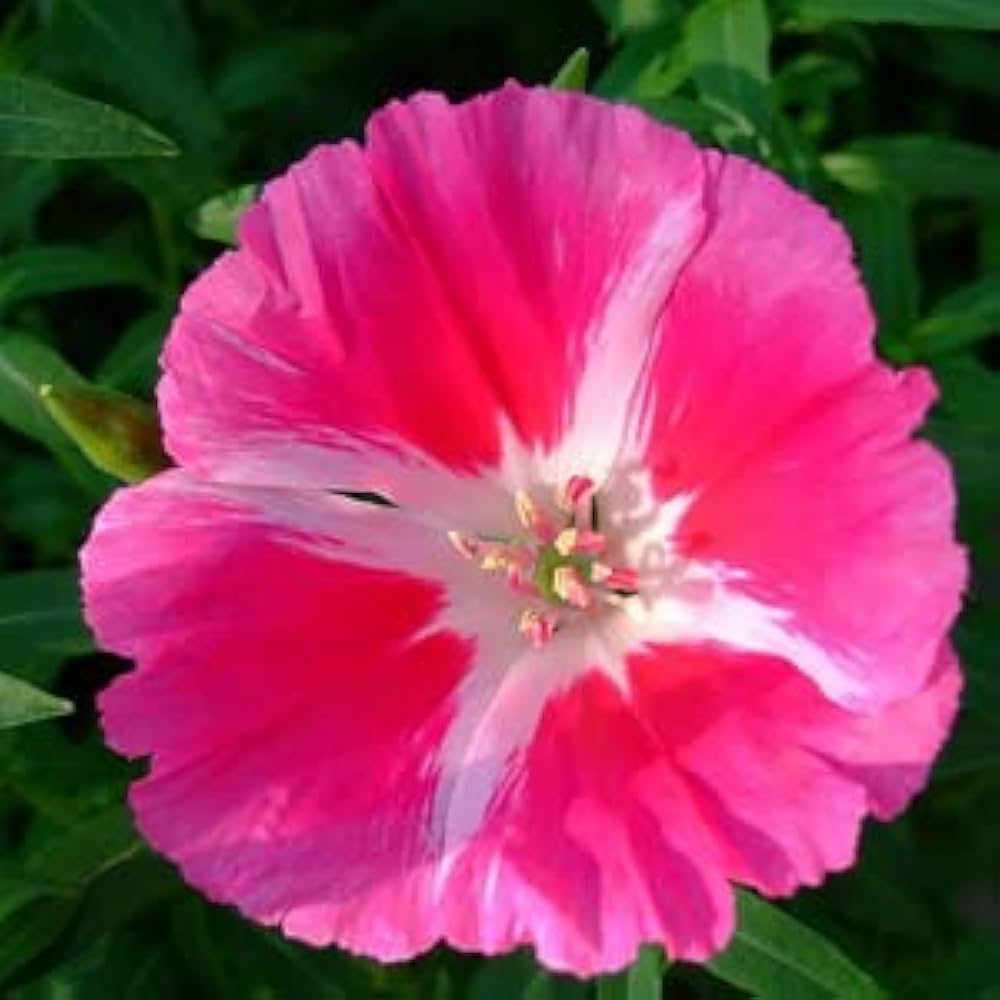 Godetia Double Mix Flowers