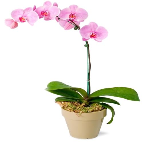 Purple Orchid Flower Seeds