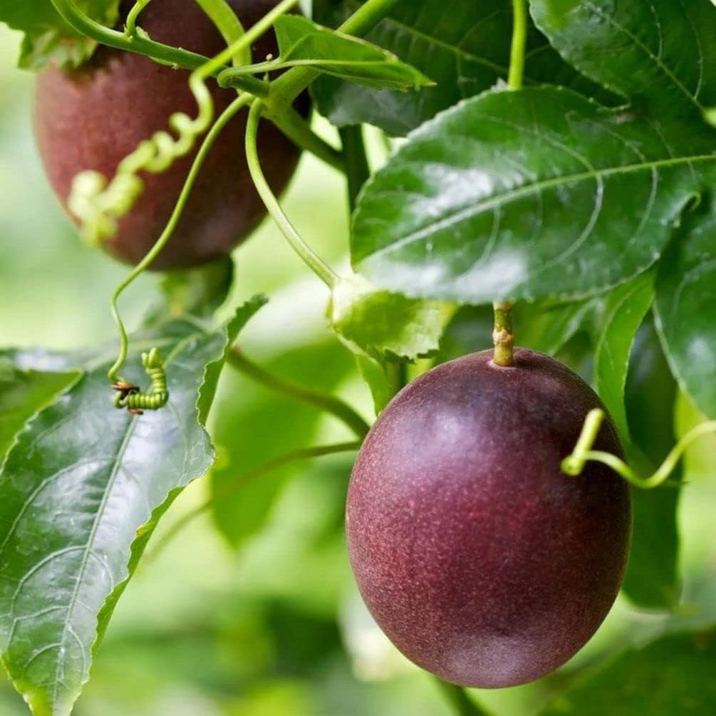Passion Fruit And Flavorful Tropical Fruit Seeds