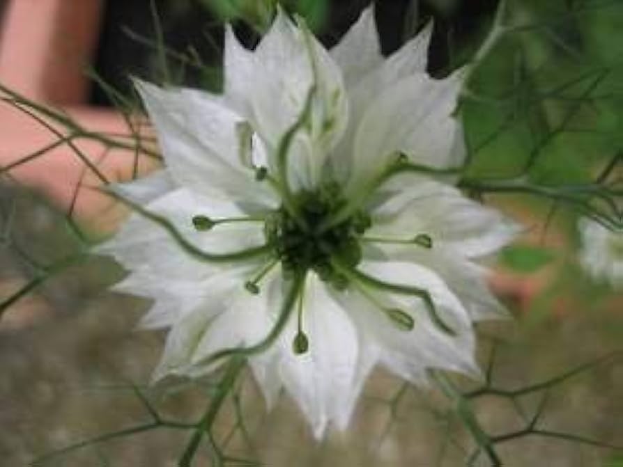 white love in a mist nigella damascena