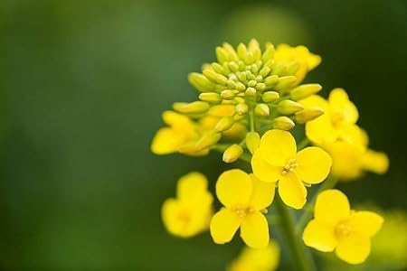 Rapeseed Flower Seeds