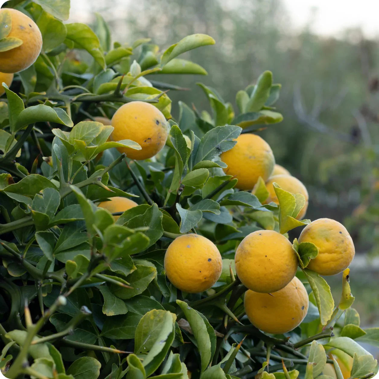 Hardy Bitter Orange Fruit Grow Your Own Tangy And Resilient Tree Fruit Seeds