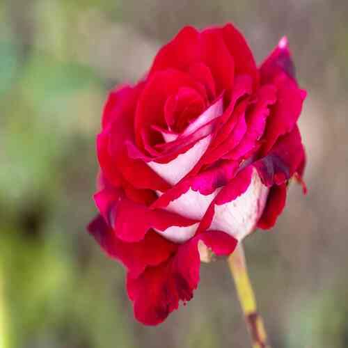 Red White Osiria Rose Flower Seeds