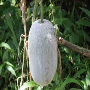 Green ashGourd vegetable seeds for Home Gardening, Premium Kitchen Garden Planting for kitchen garden planting